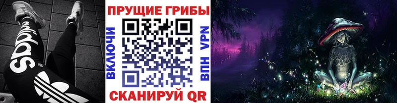 купить   Кизляр  Псилоцибиновые грибы мицелий 